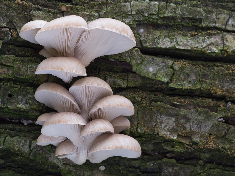 Pleurotus ostraetus